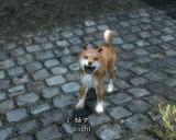 HS-dog-base v0.1 スクショ