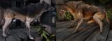 犬の竿ゲーム内2